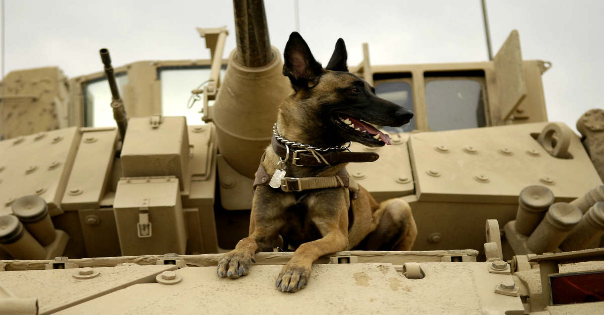Modern Military Working Dog