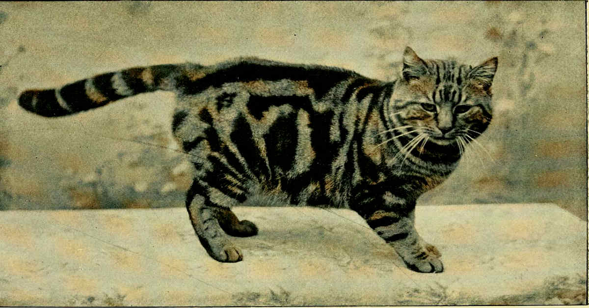 Military Cat