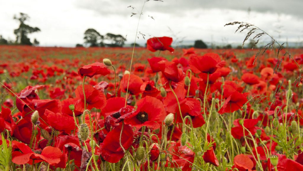 Flanders Poppies, A symbol of World War I